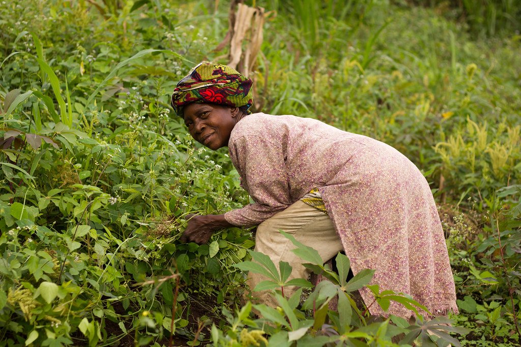 Female herbalist documenting plants